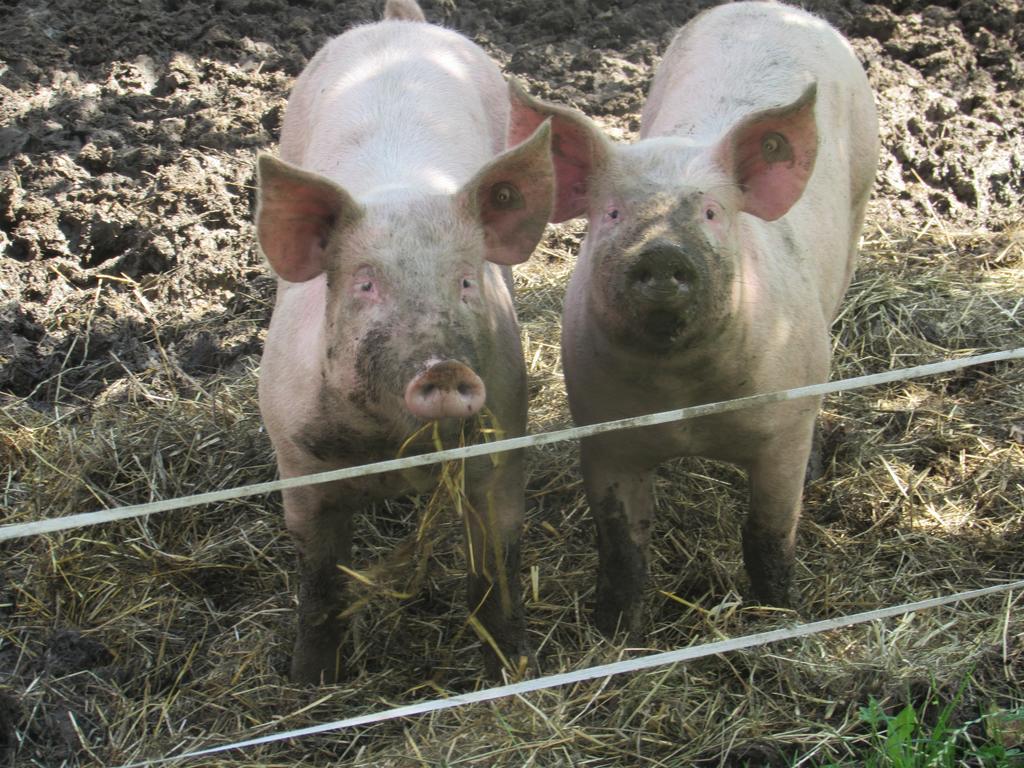 Ferienhof Breitenbaumer Spital Am Pyhrn Exteriör bild